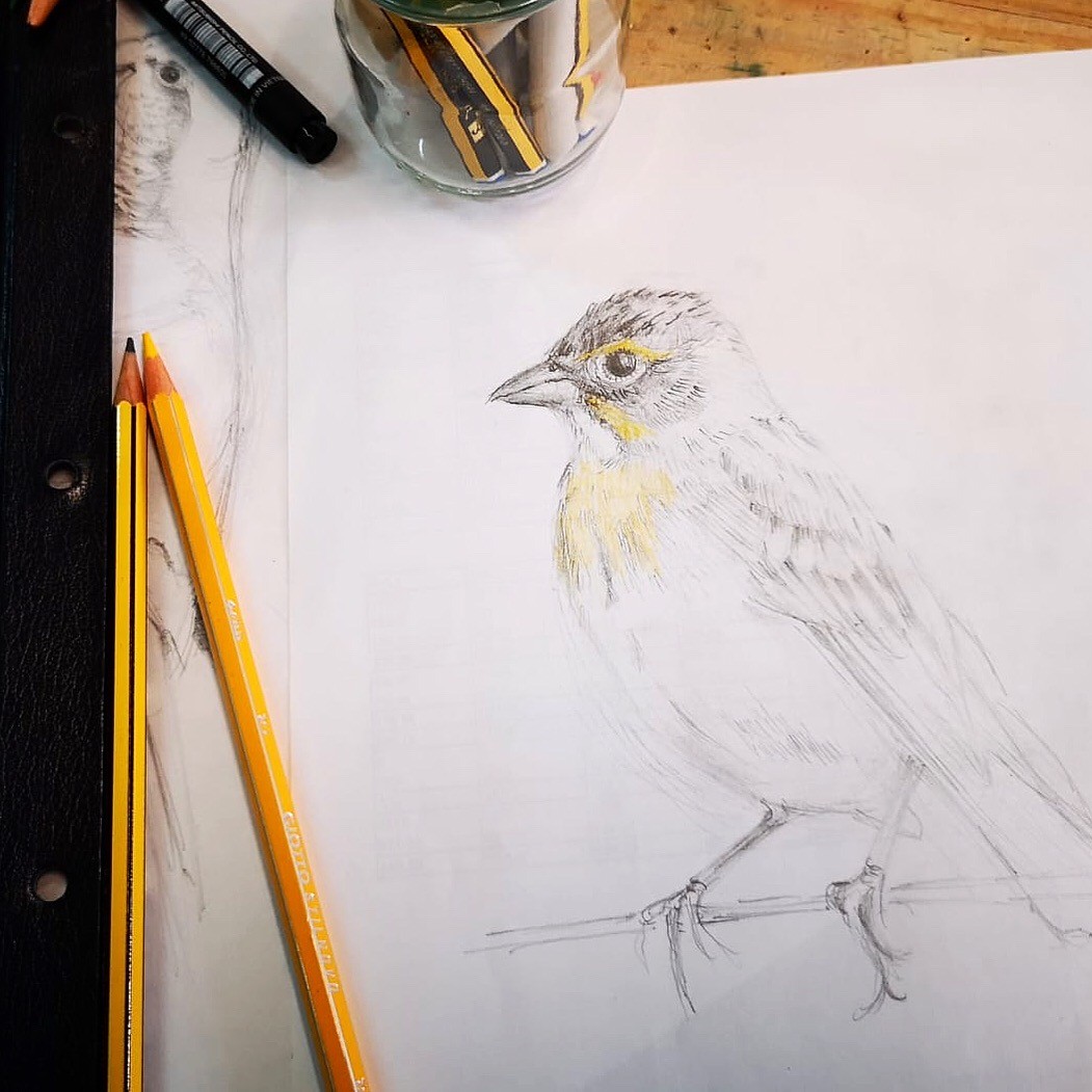 Dibujo Pajarito